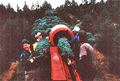 Baling harvested trees keeps us warm and the trees fresh