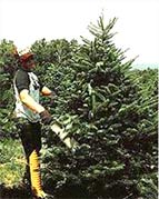 Mike Winslow shearing  a Balsam fir.